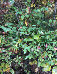 Viburnum