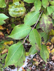 Viburnum