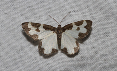 Lomaspilis marginata