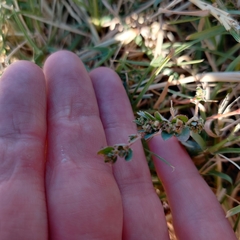 Euphorbia prostrata