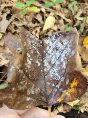 Erysiphe liriodendri