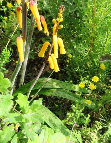 Image of Lachenalia flava by (c) linkie, some rights reserved (CC BY)