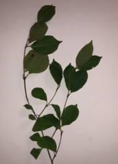 Viburnum