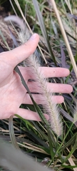 Cenchrus setaceus
