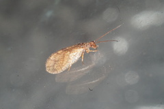 Micromus angulatus