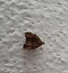 Choreutis nemorana