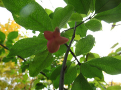 Euonymus atropurpureus