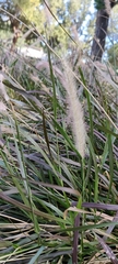 Cenchrus setaceus