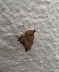 Choreutis nemorana