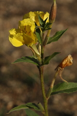 Oenothera ersteinensis