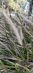 Cenchrus setaceus