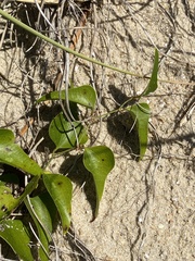Smilax auriculata