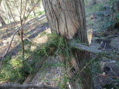 Juniperus cedrus