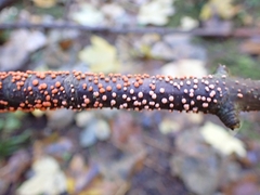 Nectria cinnabarina