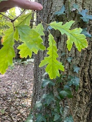 Quercus frainetto