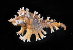 Chicoreus palmarosae