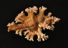 Chicoreus palmarosae