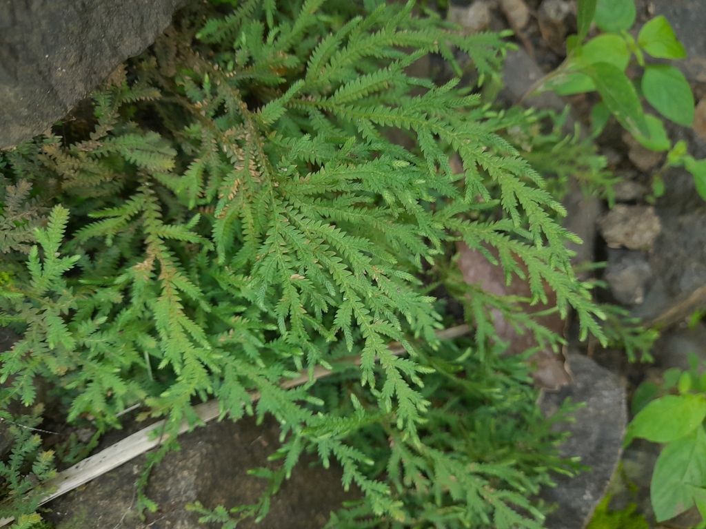 Selaginella chrysorrhizos (Selaginella chrysorrhizos)