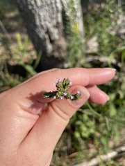 Verbena brasiliensis