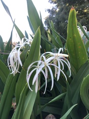 Crinum americanum