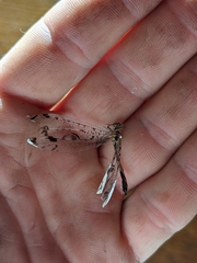 Dendroleon pantherinus