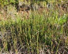 Equisetum bogotense