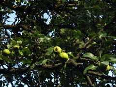 Pyrus communis caucasica