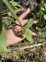Verbena brasiliensis