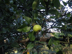 Pyrus communis caucasica