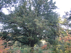 Pyrus communis caucasica