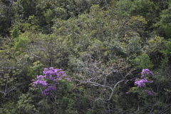 Lagerstroemia