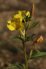 Oenothera ersteinensis