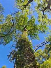 Nothofagus obliqua