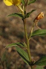 Oenothera ersteinensis