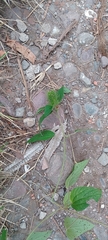 Acalypha alopecuroidea