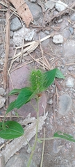 Acalypha alopecuroidea