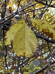 Chionanthus virginicus