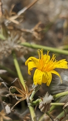 Chondrilla juncea