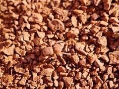 Aelurillus v-insignitus