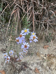 Ionactis linariifolia
