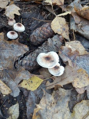 Lepiota cristata