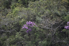 Lagerstroemia