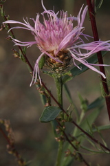 Centaurea × livonica