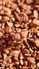 Aelurillus v-insignitus