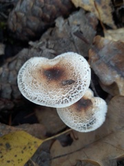 Lepiota cristata