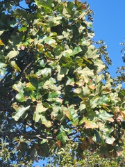 Quercus marilandica