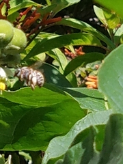 Xylocopa subvirescens