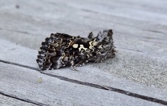Syngrapha rectangula