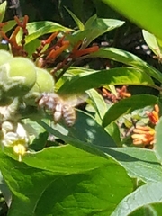 Xylocopa subvirescens