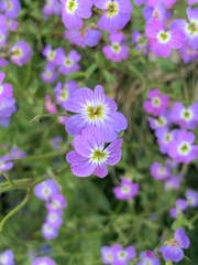 Malcolmia maritima